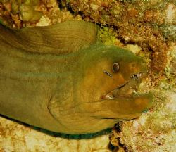 Green Moray and Cleaner Goby, San Pedro, Belize-. Reefmas... by John C Jeppson 